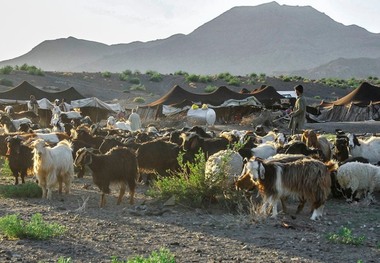 70 خانوار عشایری سیستان به مراتع ییلاقی کوچ کردند