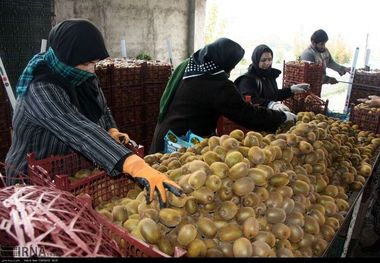 فعالیت مراکز بسته‌بندی محصولات کشاورزی در آستارا محدود می‌شود