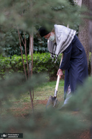 کاشت دو نهال میوه در روز درختکاری توسط رهبر معظم انقلاب