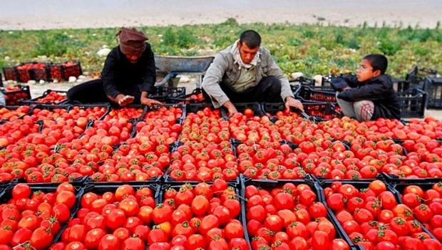 گوجه فرنگی خارج از فصل هرمزگان وارد بازار شد