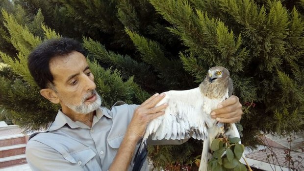 علاقه مندان محیط زیست دو پرنده مصدوم را نجات دادند