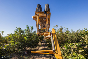 برداشت مکانیزه گردو در استان زنجان