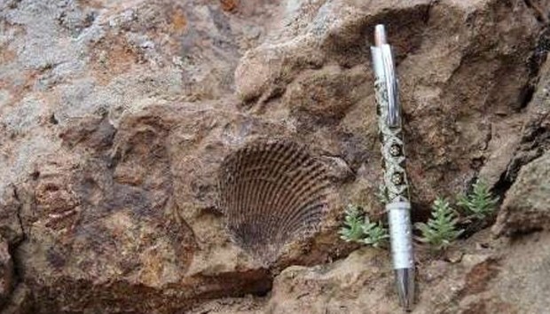 فسیلهای 65 میلیون ساله به موزه تربت حیدریه منتقل شدند