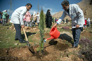 پرورش۷۰ هزار درختچه برای استفاده در بوستان‌های قزوین