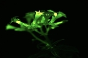 پرورش گیاهانی که در تاریکی می درخشند+ تصاویر 
