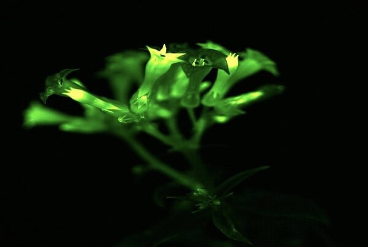 پرورش گیاهانی که در تاریکی می درخشند+ تصاویر 