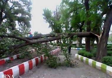 وزش باد شدید و شکسته شدن تعدادی درخت در شهر مرزی آستارا