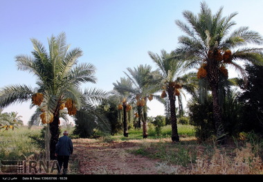 روس ها در احداث نخلستان در غرب کرمانشاه سرمایه گذاری می کنند