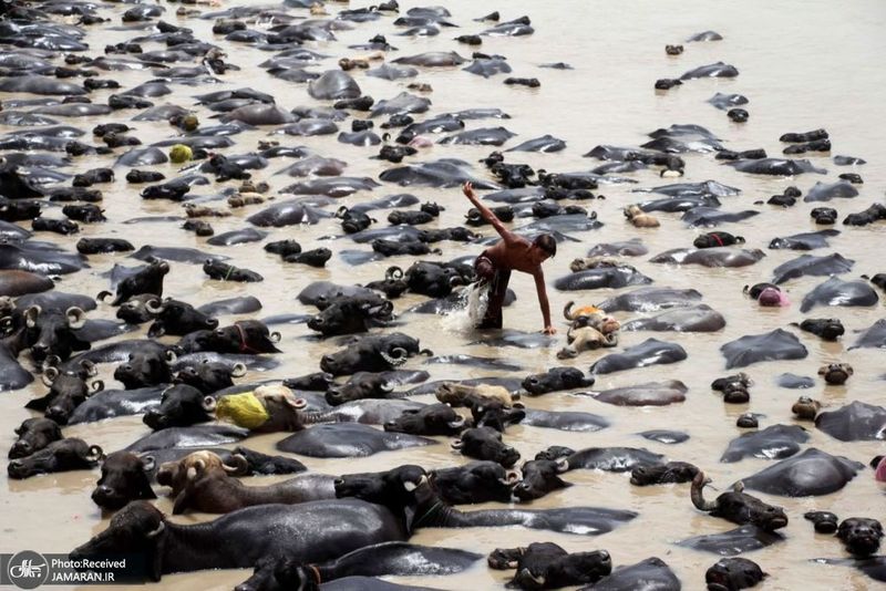 منتخب تصاویر امروز جهان- 7 تیر 1400