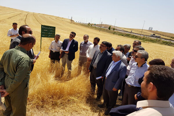 بازدید معاون وزیر جهاد کشاورزی از مزارع الگویی قزوین