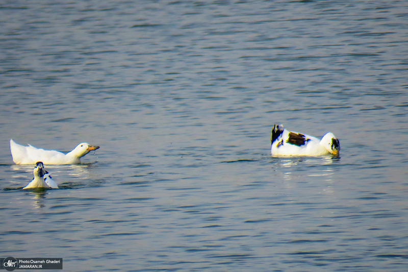 دریاچه مصنوعی جوان قم