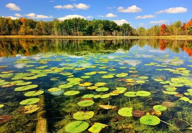 احیای تالاب انزلی از 1400/ سنبل آبی مهمترین مشکل تالاب