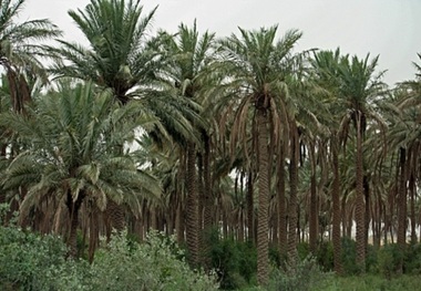 زنگ خطر حذف نخلستان های خوزستان به صدا درآمد