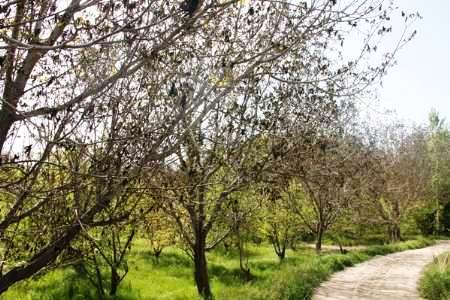 سرمازدگی 274 میلیارد تومان به بخش کشاورزی استان سمنان خسارت زد