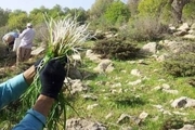 22 متخلف برداشت گیاهان کوهی در ایلام شناسایی شدند
