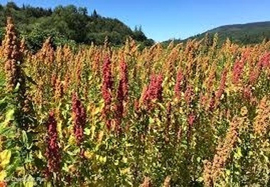 کشت کینوا در 5 هکتار از اراضی کشاورزی آبیک