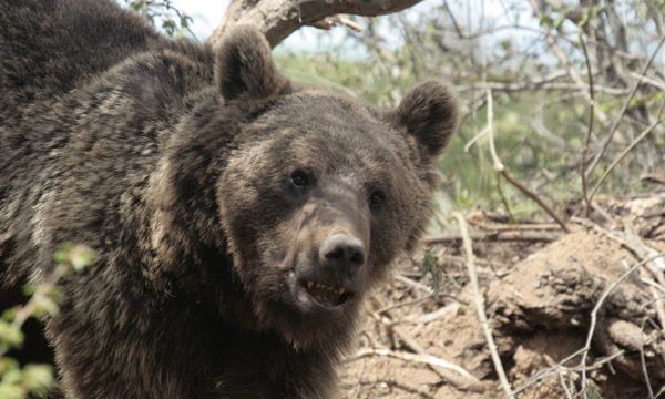ضرورت حفاظت از قلمروی خرس قهوه ای در آذربایجان‌شرقی