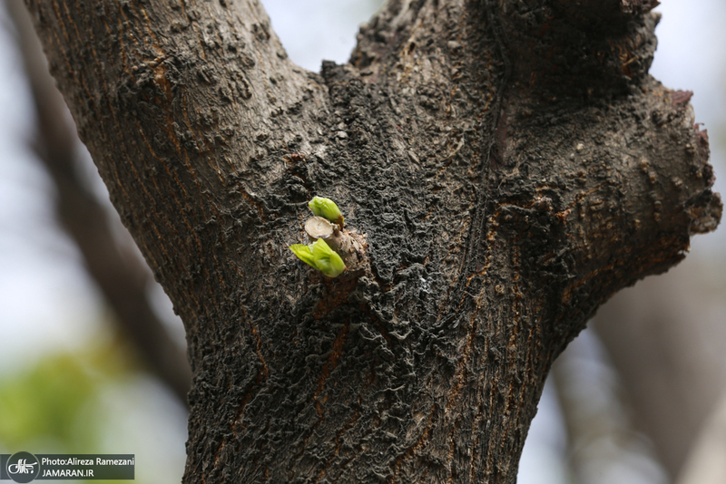 شکوفه های بهاری تهران