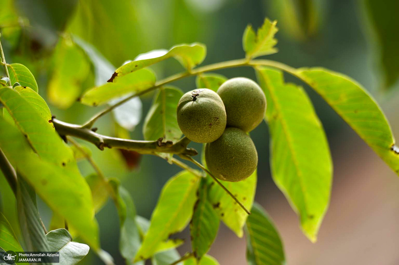 ییلاقات رودبار