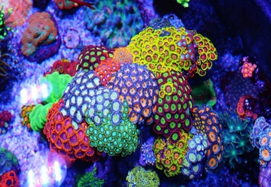 آب شیرین کن‌ها از عوامل نابودکننده مرجانها