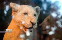 شیرهای سفید (1)