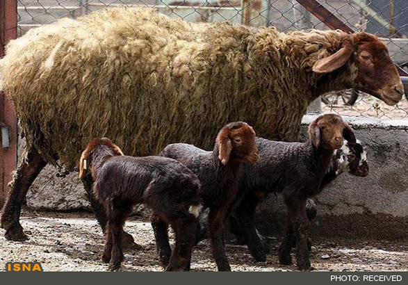 ثبت و پایش ژنتیک جمعیت گوسفندان افشاری در زنجان