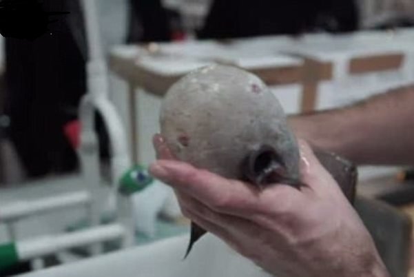  کشف ماهی بدون صورت در استرالیا! + عکس