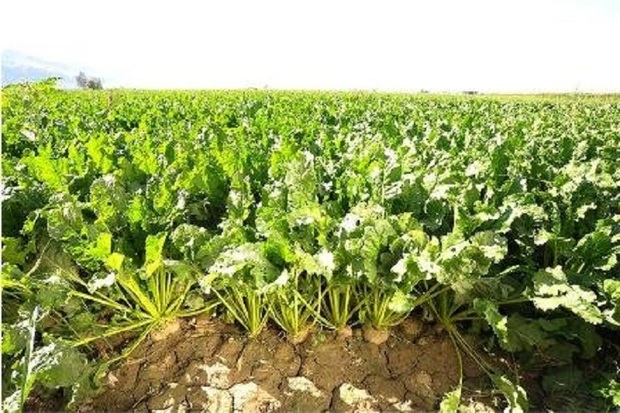 بیش از 220 هزارتن چغندرقند از مزارع نقده برداشت می شود