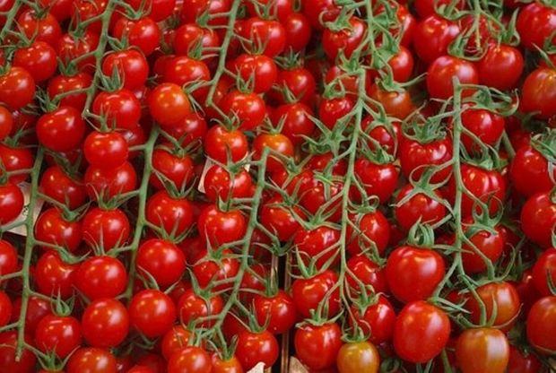 کشت گوجه فرنگی در جوین افزایش یافت