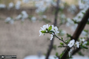 شکوفه های بهاری تهران