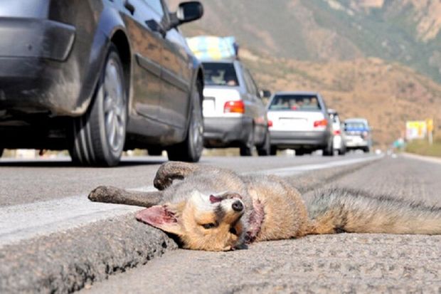 هشت حیوان وحشی در تصادفات جاده‌ای کردستان تلف شدند