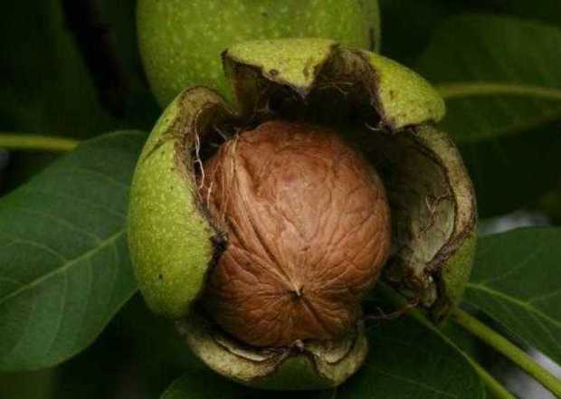 خودنمایی سلطان میوه شهریورماه رابر