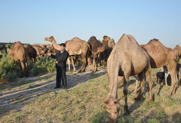 بهره برداری از یک واحد پرورش شتر پربازده در اردکان