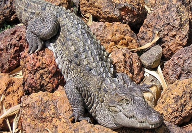 سرشماری از ۵۰۰ گاندو در سیستان و بلوچستان