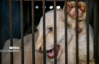 شیرهای سفید (12)