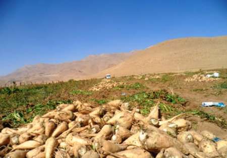 برداشت چغندرقند در شهرستان شوشتر به پایان رسید