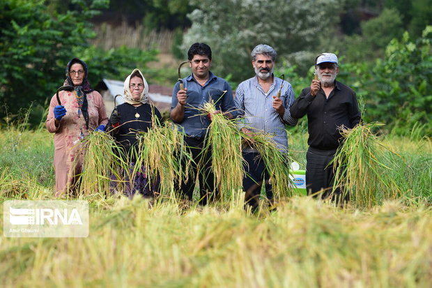 محدودیت کشت برنج و مشکل معیشتی کشاورزان خراسان شمالی