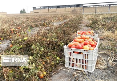 بازار گوجه‌فرنگی در آذربایجان‌غربی متعادل می‌شود