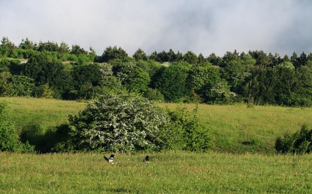 قرقبانان فصلی از جنگل های پاسارگاد حراست می کنند