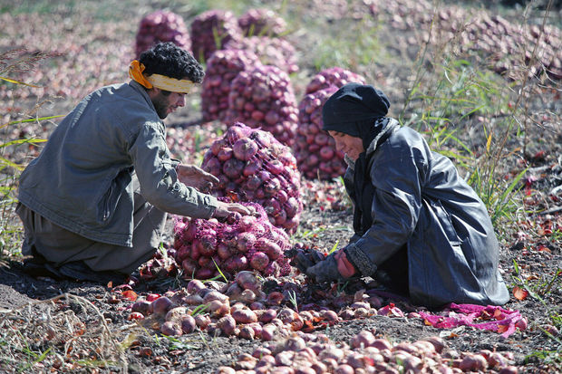 مشارکت ۴۴۳ هزار نفر در طرح «ارتقای سلامت کشاورزی» آذربایجان‌غربی