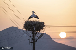 منتخب تصاویر امروز جهان - 20 اسفند 1403