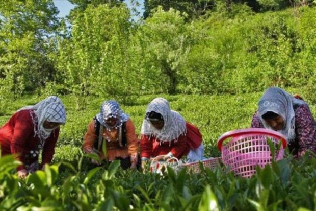 435 روستایی البرز مهارت آموختند