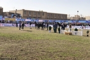جشنواره زیبایی اسب خالص ایرانی در شوشتر آغاز شد