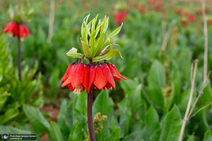 دشت لاله های واژگون کوهرنگ