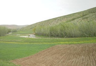 ضرورت ایجاد صندوق حمایت از دیم‌کاران در لرستان