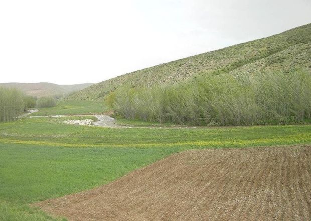 ضرورت ایجاد صندوق حمایت از دیم‌کاران در لرستان