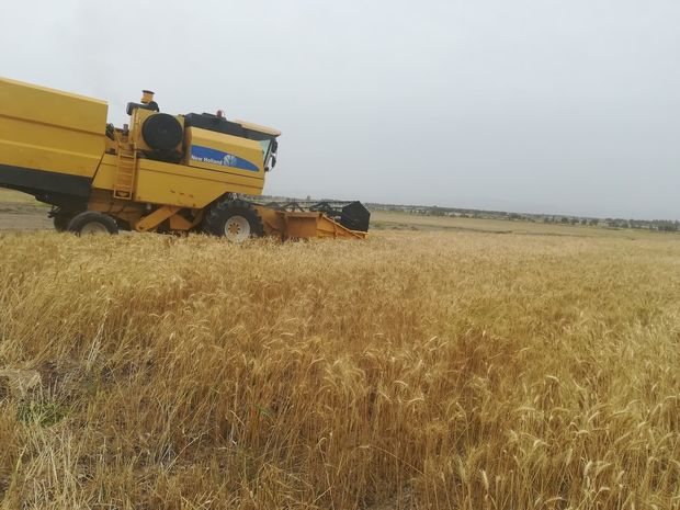 کشاورزان ایرانشهری پنج تن گندم به عنوان زکات پرداخت کردند