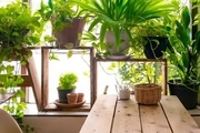 مزایای پرورش گیاهان در خانه به ویژه در دوران شیوع کرونا