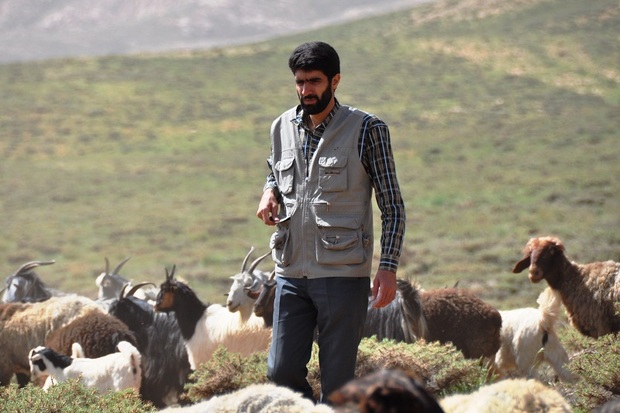 مراتع سمیرم آماده چرای500 هزار رأس دام است