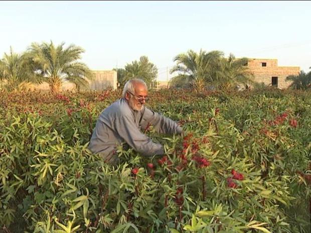 برداشت چای ترش از زمین های شهرستان دلگان آغاز شد